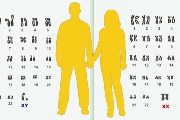 5c10ca14a56bd_xromosom_78.jpg