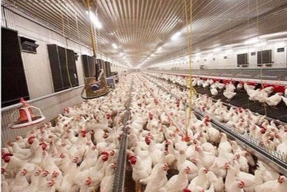 Rusiyadan quş əti idxalı dayandırıldı -  "quş qripi" var!