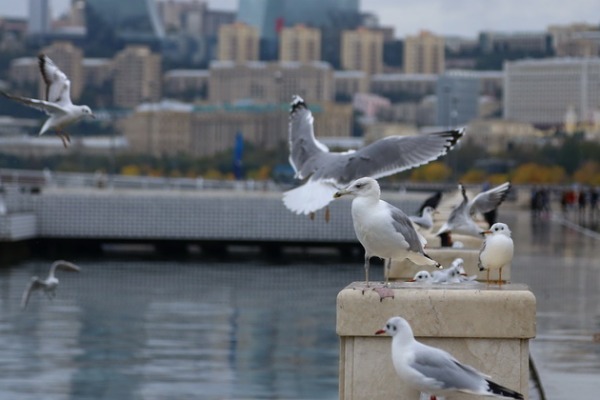 Növbəti iki gündə ölkədə hava şəraiti sabit keçəcək