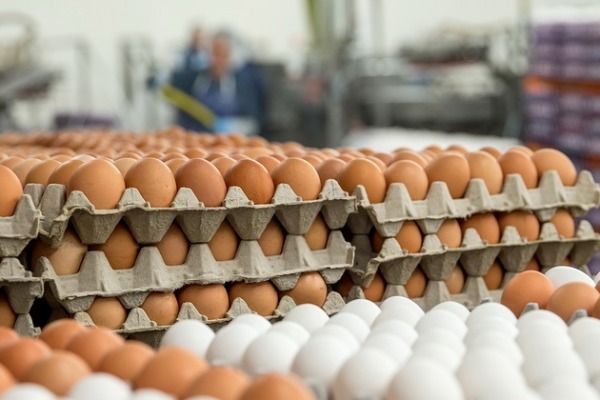 Azərbaycan xaricə 2,5 mln. dollarlıq yumurta satdı