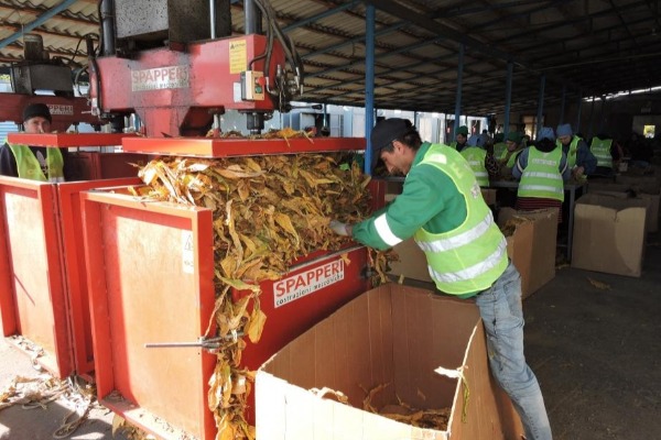 Zaqatala tütün istehsalı məntəqəsi fermerlərdən 2435 ton yaşıl tütün qəbul edib
