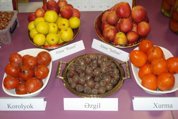 Balakəndə meyvə istehsalı 900 tondan çox artıb
