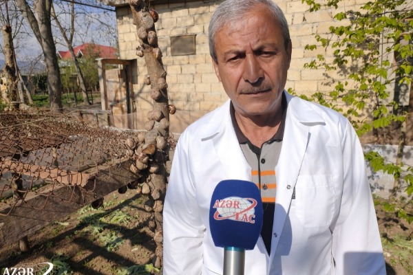 Şamaxıda      kilosu 6 min manata satılan ilbiz kürüsü