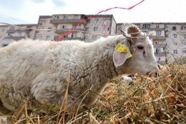Karantin dövründə Qurban bayramı necə olacaq?
