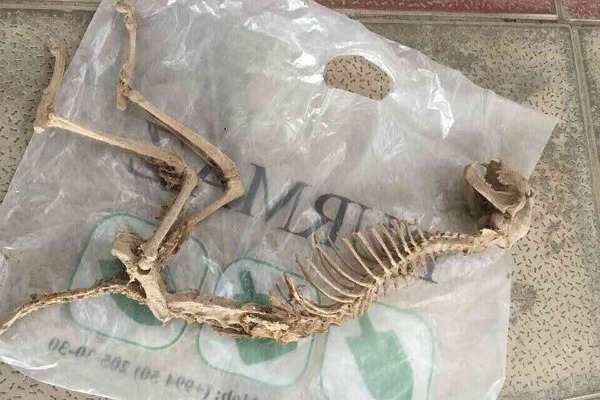 Şəmkirdə naməlum varlığın skeleti tapıldı