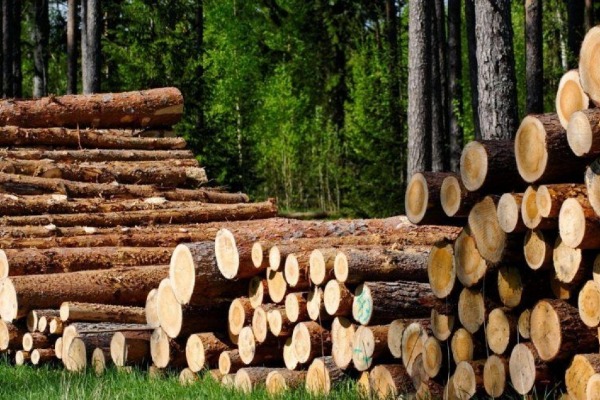 Meşə təsərrüfatlarından əldə edilən meşə materiallarının satışı üzrə növbəti açıq hərrac keçiriləcək