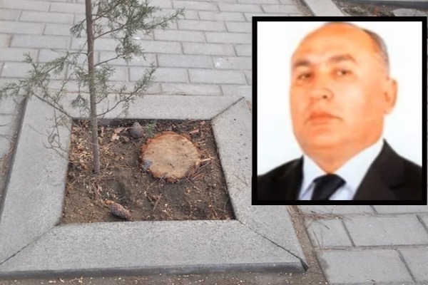 Bu qurumun vəzifəli şəxslərinə cinayət işi açıla bilər - Ağaclar niyə kəsilib?